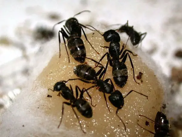 ants-pest-control-services